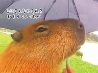 1本の傘からはじまったカピバラと男性の友情。毎日交流するようになり、子供を見せに来てくれた