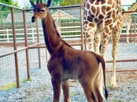 これは珍しい！アメリカの動物園で模様のないキリンが誕生