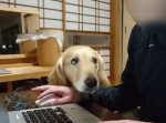 パソコンをする飼い主さんに激しい“構ってアピール”を繰り広げるゴールデンレトリバー
