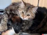 大親友の猫とご飯、犬はどちらを選ぶでしょうか？