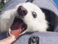 クリスマスツリーの下で待つのは...「犬ミミック」　ビックリほっこりモンスターに1.5万人めろめろ