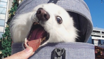 クリスマスツリーの下で待つのは...「犬ミミック」　ビックリほっこりモンスターに1.5万人めろめろ