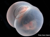 半透明のブタのお尻のような面白深海生物「ピックバットワーム」にズームイン！