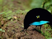 似てるけど違ってた！漆黒の踊る鳥「カタカケフウチョウ」が1種類ではないことが判明（インドネシア）