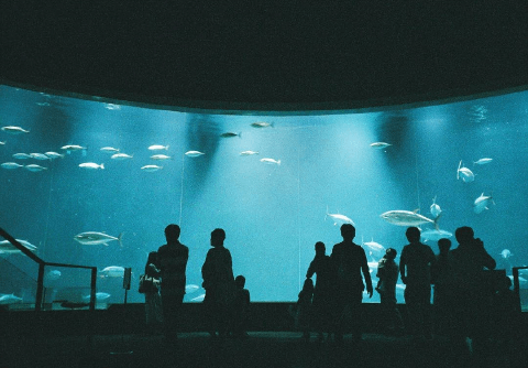 ストレス発散は水族館で！　オヒトリサマでも楽しめる東京の水族館#4