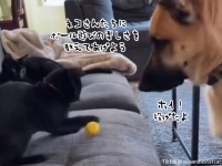 子猫たちにボール遊びの楽しみを教えてあげるジャーマンシェパード