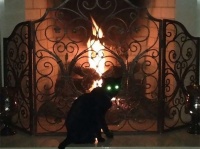圧倒的魔術感。闇の儀式を行っている風の動物たち