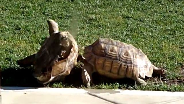 「うわ、大丈夫か、今助けるぞ！」ひっくり返った仲間を助けるリクガメ