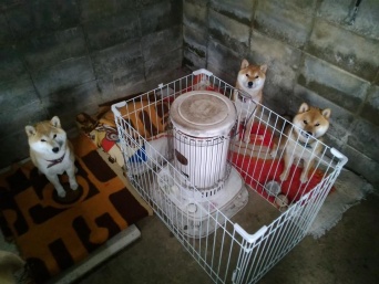 セーブします！！！（写真はマヨネさんのツイートより）