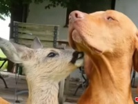 「いつだってそばで見守っているよ！」愛犬ビズラ、バイエルンの農場で保護された小鹿の父親代わりを買って出る