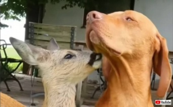 「いつだってそばで見守っているよ！」愛犬ビズラ、バイエルンの農場で保護された小鹿の父親代わりを買って出る