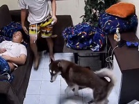 やっと宿題が終わった！安心して眠っている間に犬にビリビリに引きちぎられていた件