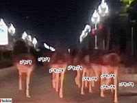 ダチョウの大脱走。80羽以上が夜の街を駆け抜ける珍百景