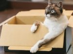 東京五輪で選手たちが使うベッドがダンボール製だと！？