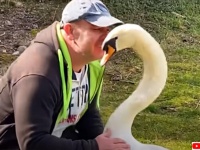 嵐で巣から落ちた白鳥の卵を孵化させ、尊い絆を結んだ男性の物語