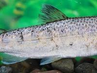 銀ザケ（Paul Kaiser/USFWSさん撮影、Flickrより）