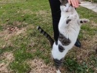 トルコの街猫たち「自分から身体を擦りつけて来るだと？」ストリートキャットたちの人懐っこさが半端ない件