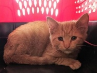 今年も冬がやってくる。Redditユーザーが車のボンネットの下で子猫発見。その姿にReddit民大喜び