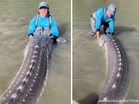 デカでナガ。3.2メートルの古代魚「チョウザメ」が釣り上げられる