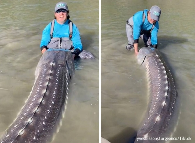 デカでナガ。3.2メートルの古代魚「チョウザメ」が釣り上げられる