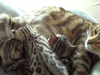 子猫と会話しながら子育てをする猫母さんの奮闘記