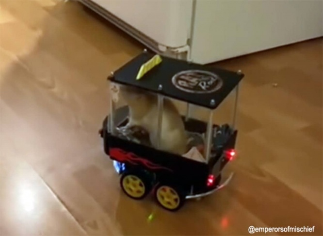 これはすごい！車の運転を覚えたペットのネズミがマイカーを乗りこなす