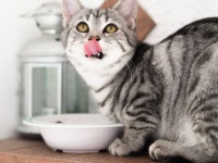 猫の餌用食器を人間が使う台所の流し台で洗う夫に不快感を抱く妻。私って嫌なやつ？