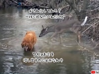 犬の気を引きたい子鹿、あの手この手でダンシング