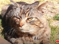 猫氏「ここのおうちなら飼われてあげてもいいニャ！」そして野良猫が家族になった！