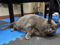 肥満猫のダイエット大作戦。様々なエクササイズに挑むもやる気が感じられないその姿に世界から励ましの声（アメリカ）