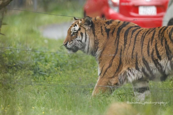 ピローン（画像はちょむ子さん提供）