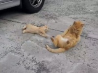 尊い。大人猫からゴロンの極意を学ぶ子猫の仕草