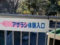 「いや怖」「悲鳴をあげてしまった」　静岡・日本平動物園の〝アザラシ体験〟が恐ろしすぎて...2.1万人戦慄
