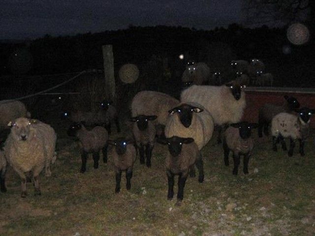 creepy-sheep13_e