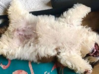 寝る子は育つっていうけども！その寝姿が大物感を醸し出しているシーズーの子犬