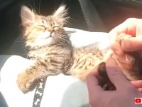 「こちょこちょ禁止！」膝の上の子猫と戯れていたパパ、くすぐってしまって怒られる