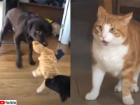 おまえらなんてこと！猫のぬいぐるみを引きちぎろうとしている2匹の犬に対する猫の反応