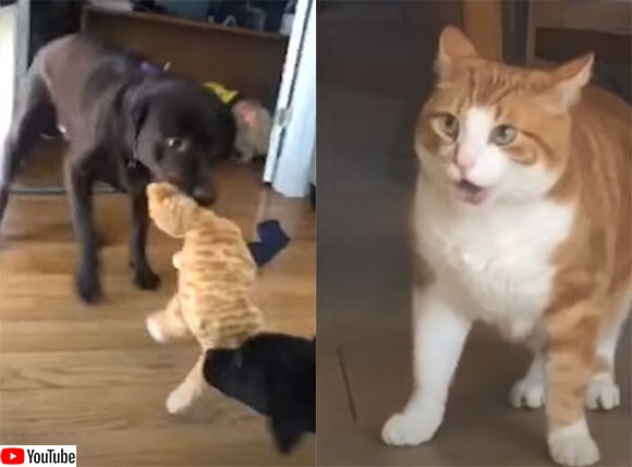 おまえらなんてこと！猫のぬいぐるみを引きちぎろうとしている2匹の犬に対する猫の反応
