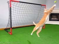 「見よ、この華麗なる猫パンチング！」WCを目指す伝説のゴールキーパーキャット、兄猫の陰謀により夢は潰え去ったようだ