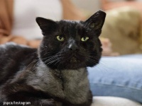 むごい攻撃で瀕死の状態にあった猫に世界中から多額の寄付。余ったお金は虐待をうけた動物たちの基金に