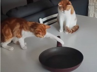 猫の物理学実験。回転するフライパンの謎を探れ！