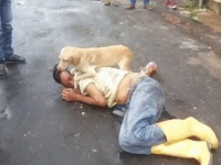 酔っぱらって道路上で眠り込んでしまった飼い主さえも必死に守ろうとする犬（コロンビア）