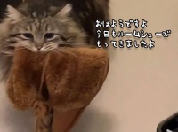 猫なりの恩返し？家族に迎え入れてくれた飼い主に毎朝欠かさずルームシューズを届けてくれる猫