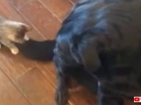 このふさふさのオモチャ超楽しい！自分のしっぽで遊ぶ子猫を優しいまなざしで見守る愛犬