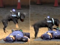 すごいぞポンチョ！心肺蘇生法で警官の命を救う警察犬（スペイン）