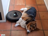 閃いた！お掃除ロボットを腹部マッサージ機として使用するコーギー犬