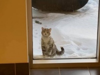 「寒いんです。保護してください」消防署の入り口で助けを求めた野良猫のハッピーエンド物語（カナダ）