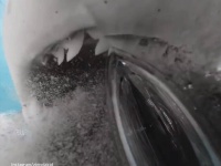 イタチザメにカメラを食べられそうになった結果、口の内部がまるわかり！