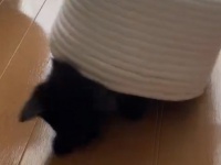 〝ネコツムリ〟の貴重な捕食失敗シーン、激写される　「たまらない」「笑える」と2.3万人夢中