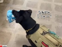 意気揚々と買い物に来ていた犬だが、巨大なアレに遭遇し腰が引けてしまう